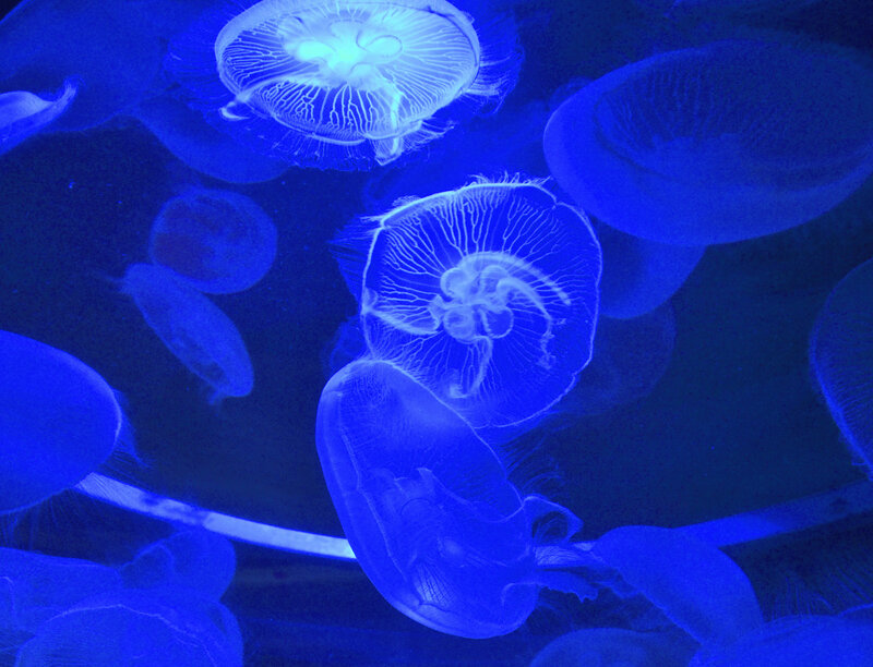 Jellyfish in Aquarium — Blue