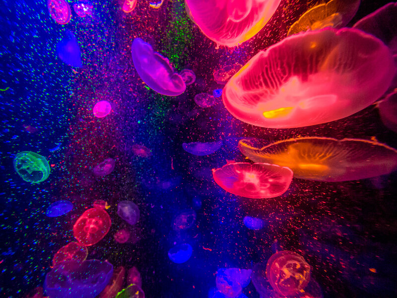 Jellyfish in Aquarium — Purple