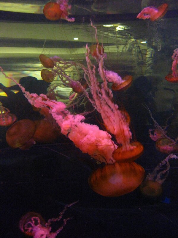 jellyfish in aquarium tank