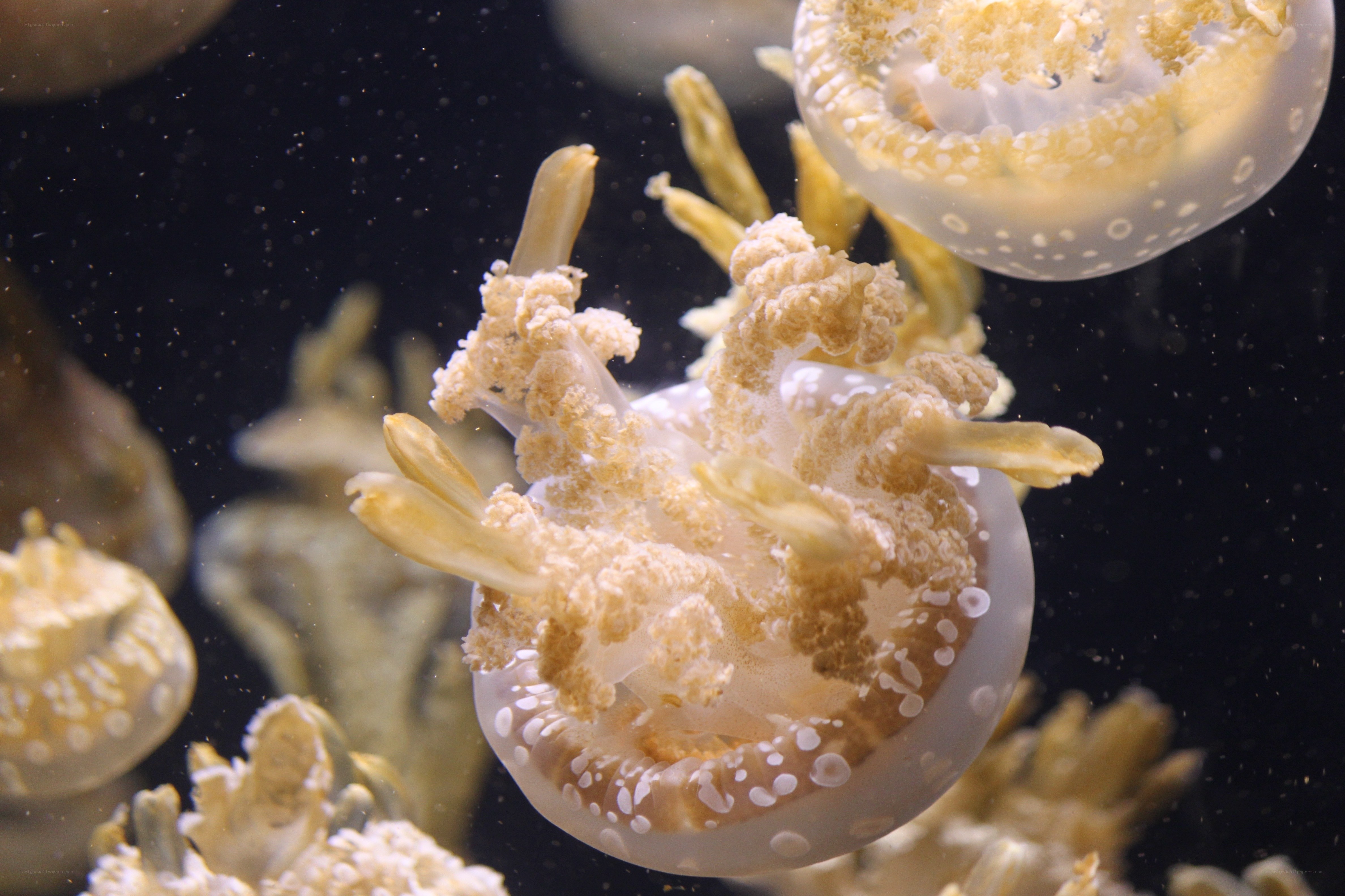 Jellyfish in aquarium