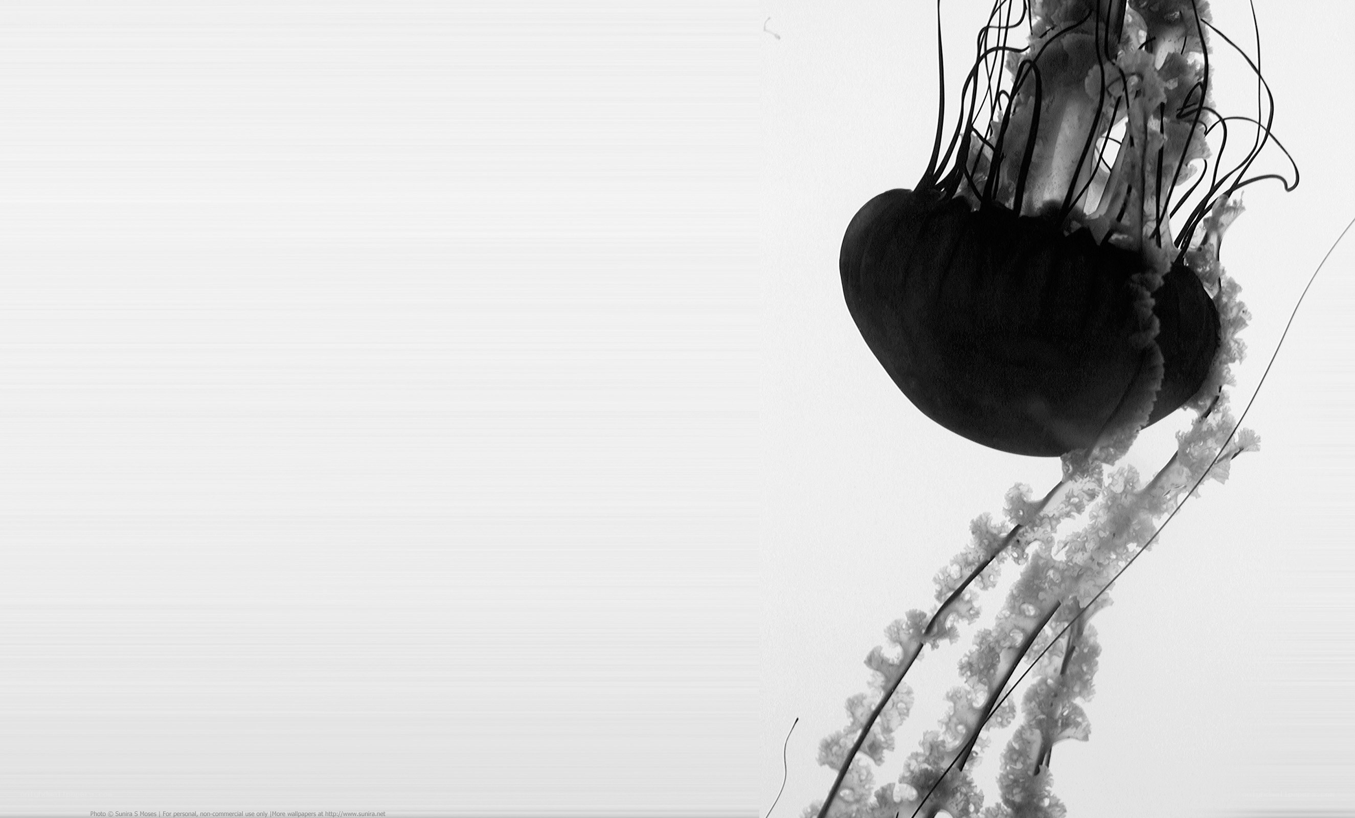 jellyfish in black and white