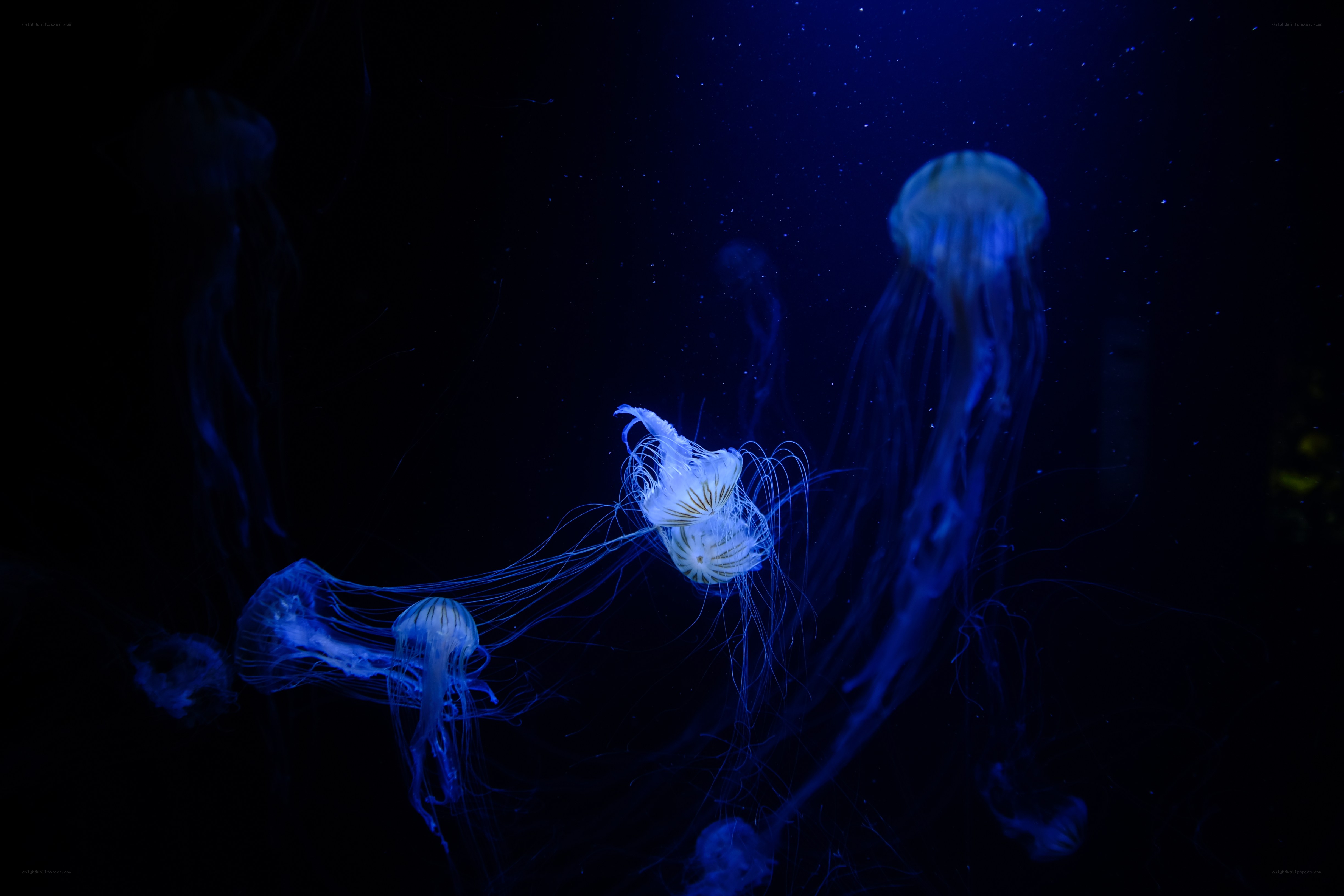 Jellyfish in blue light