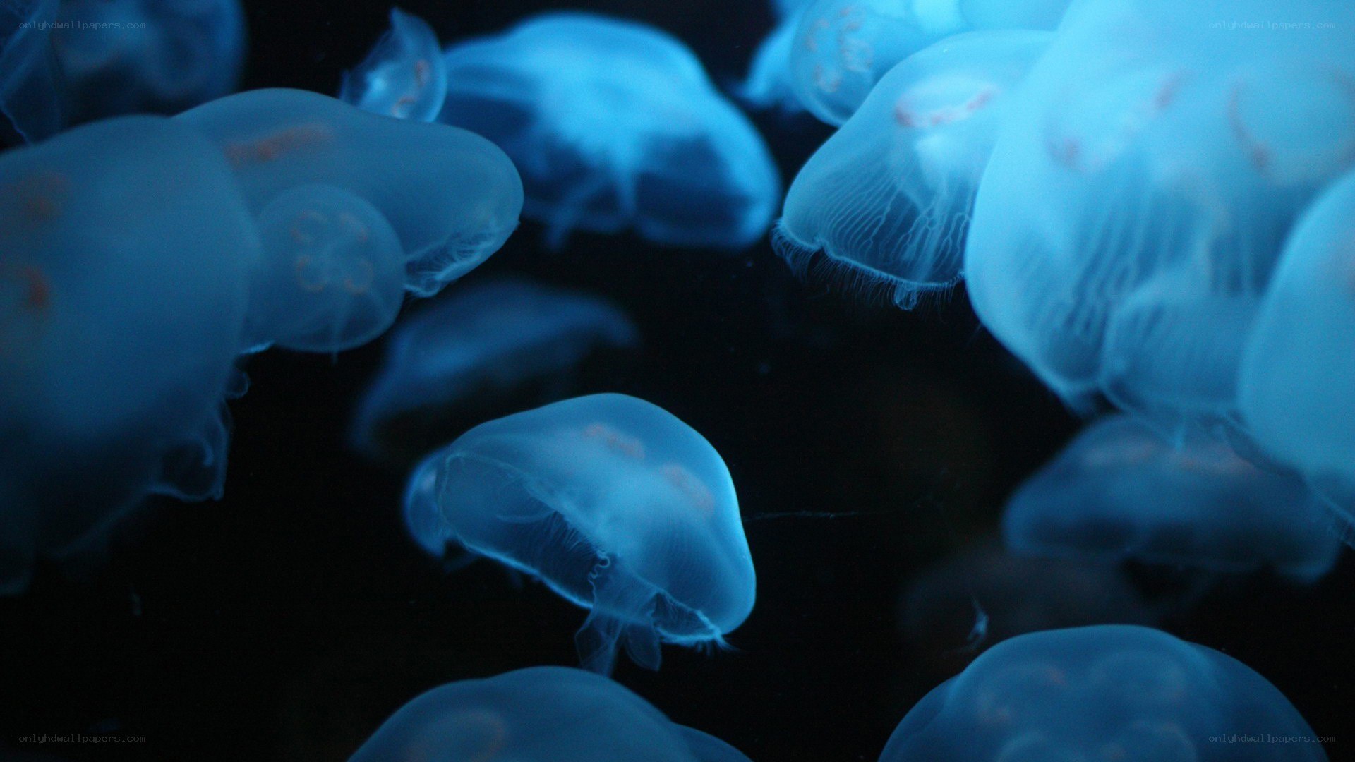 Jellyfish in blue light