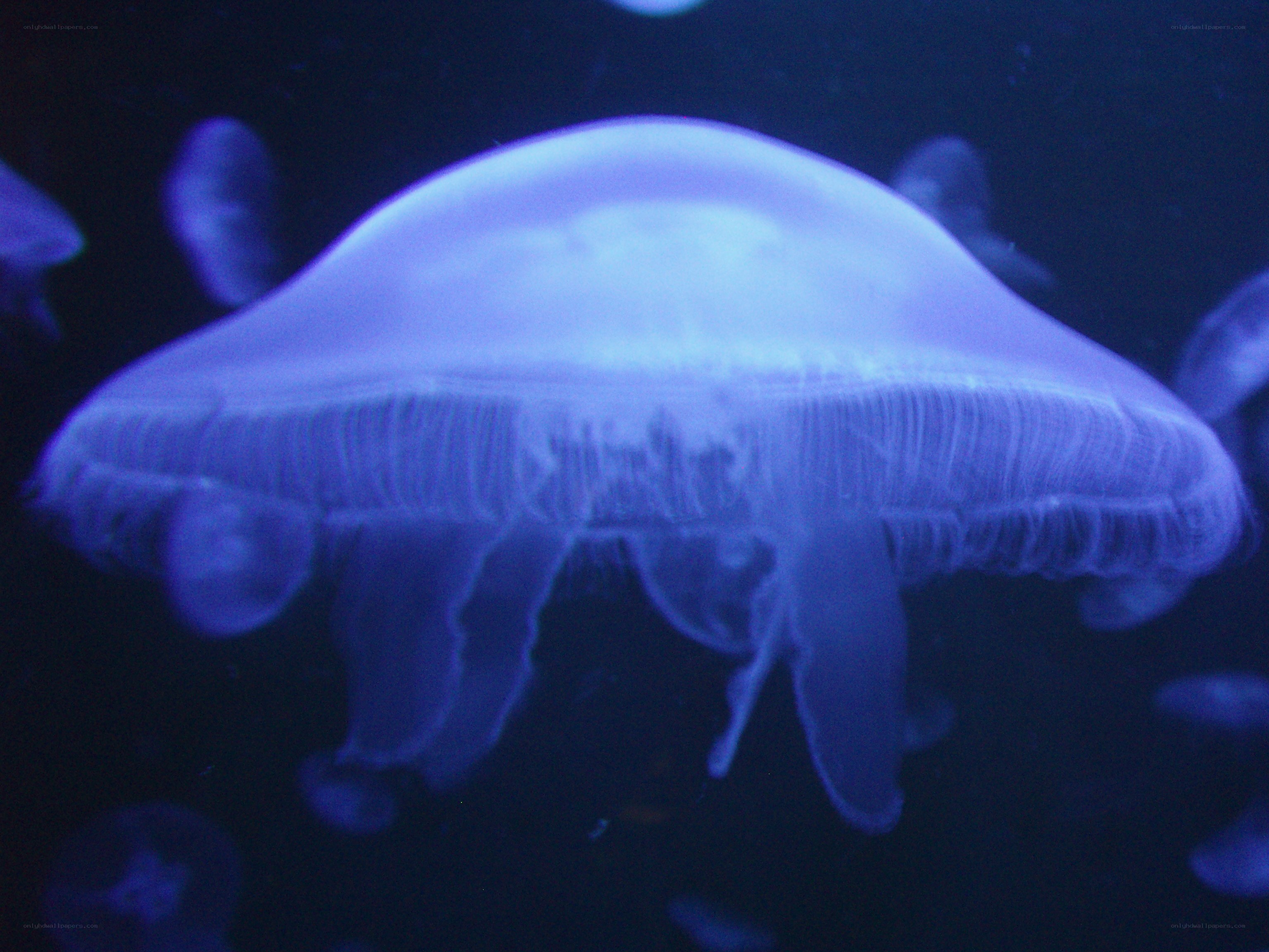 jellyfish in blue light