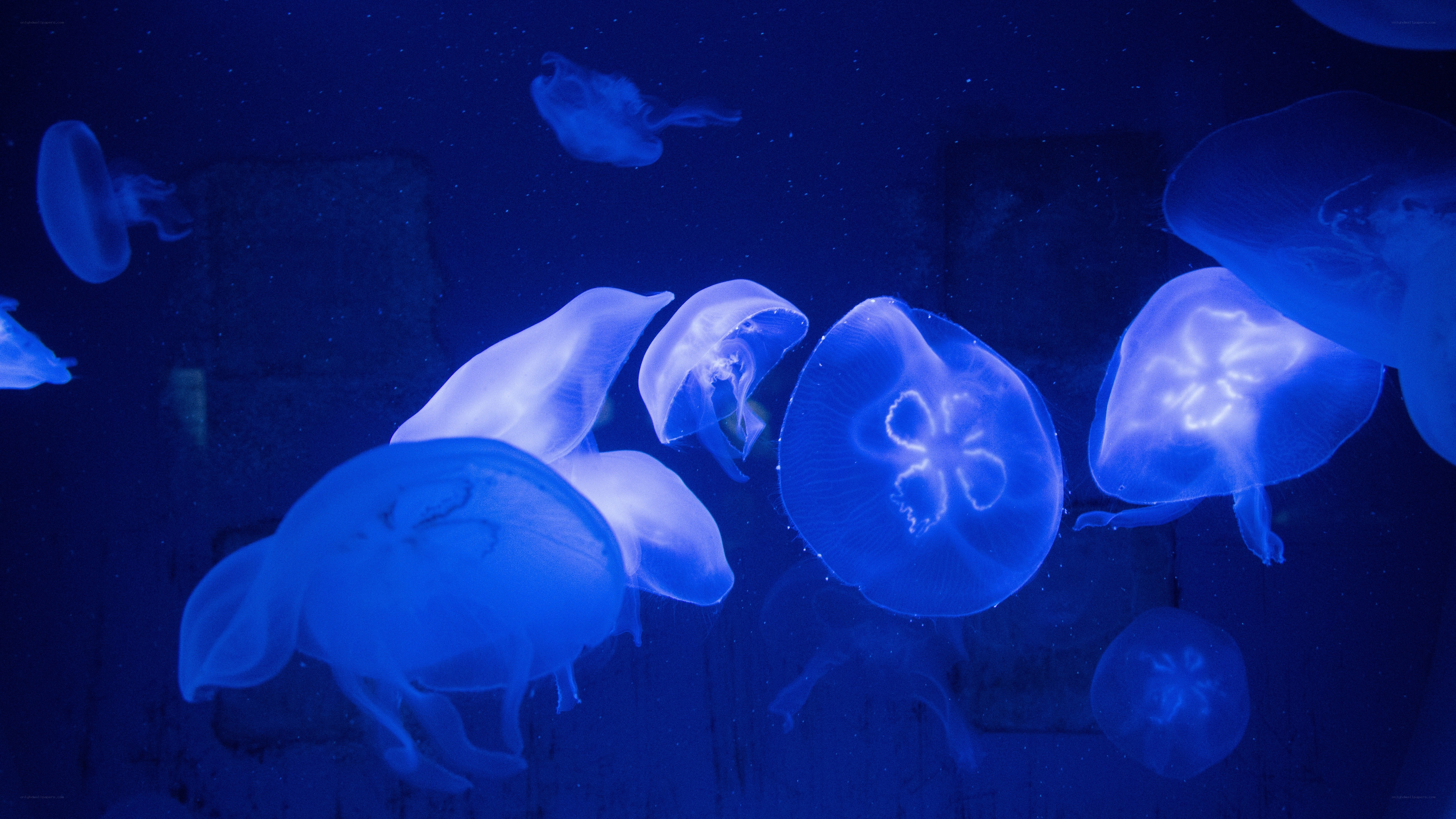 Jellyfish in blue light
