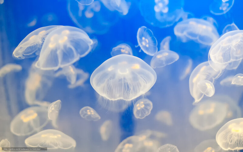 Jellyfish in blue water