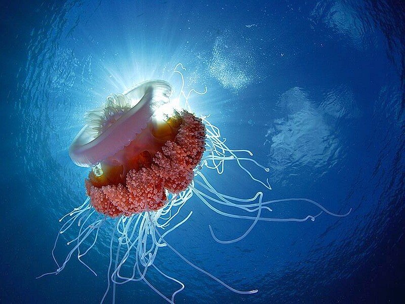 jellyfish in blue water
