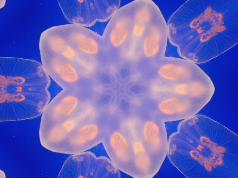 jellyfish in blue water