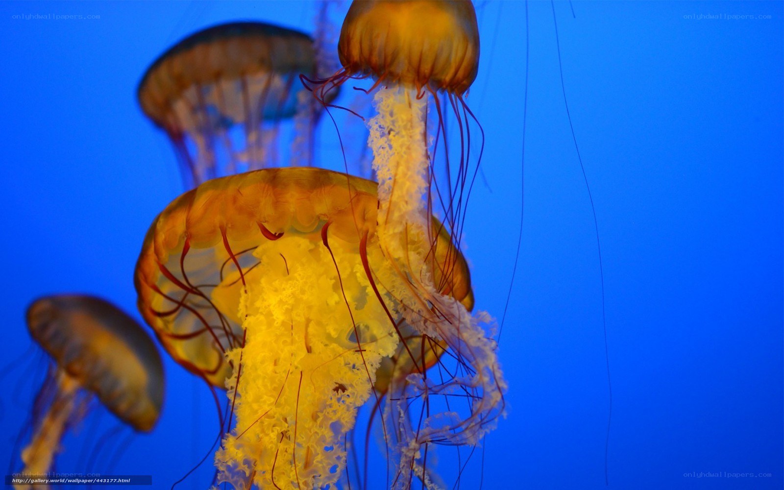 Jellyfish in blue water