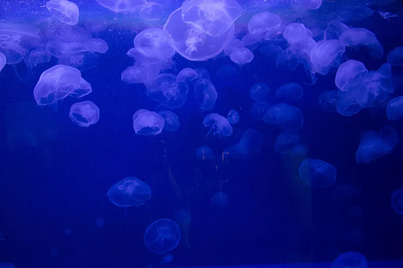 Jellyfish in blue water