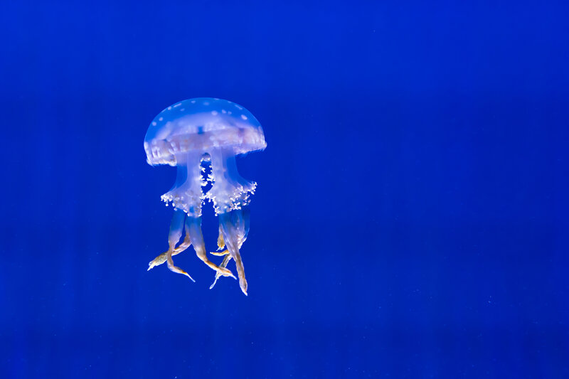 jellyfish in blue water