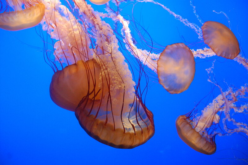 Jellyfish in blue water