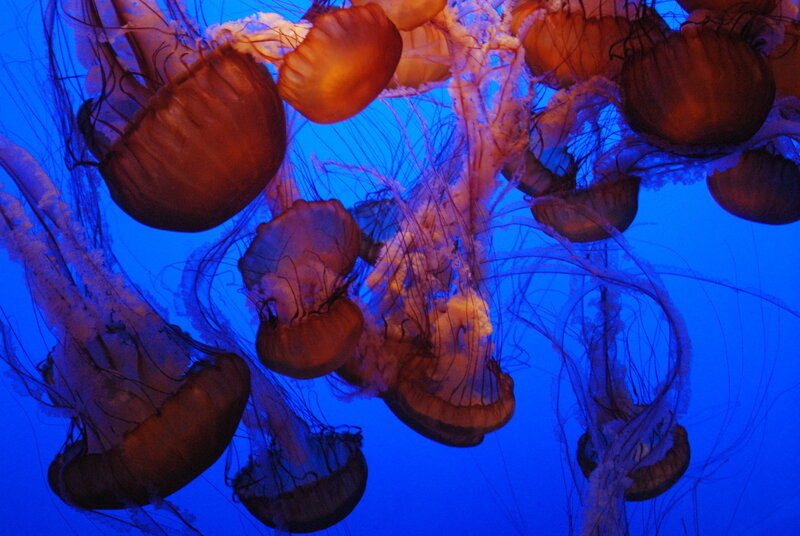 Jellyfish in blue water