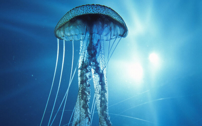Jellyfish in blue water
