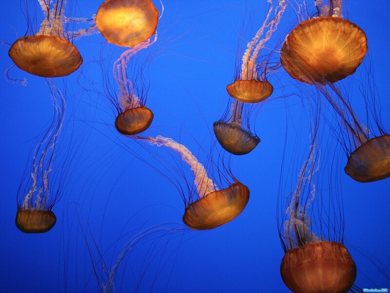 Jellyfish in blue water