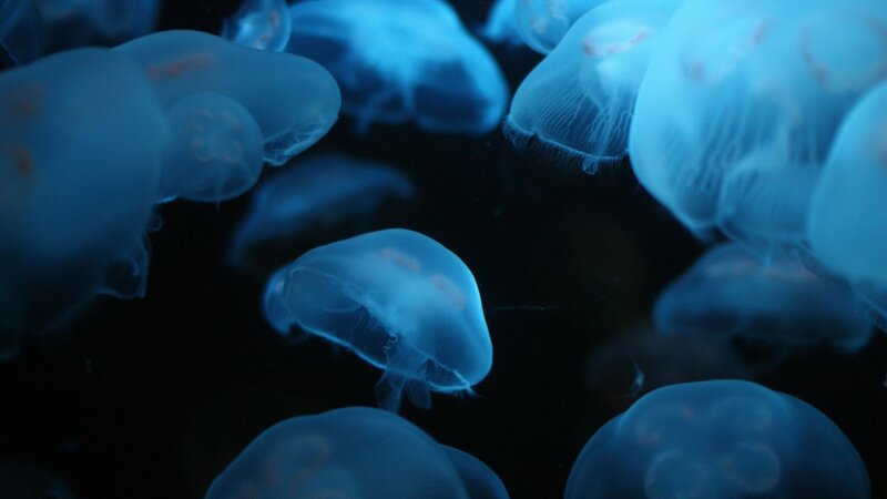 Jellyfish in blue water