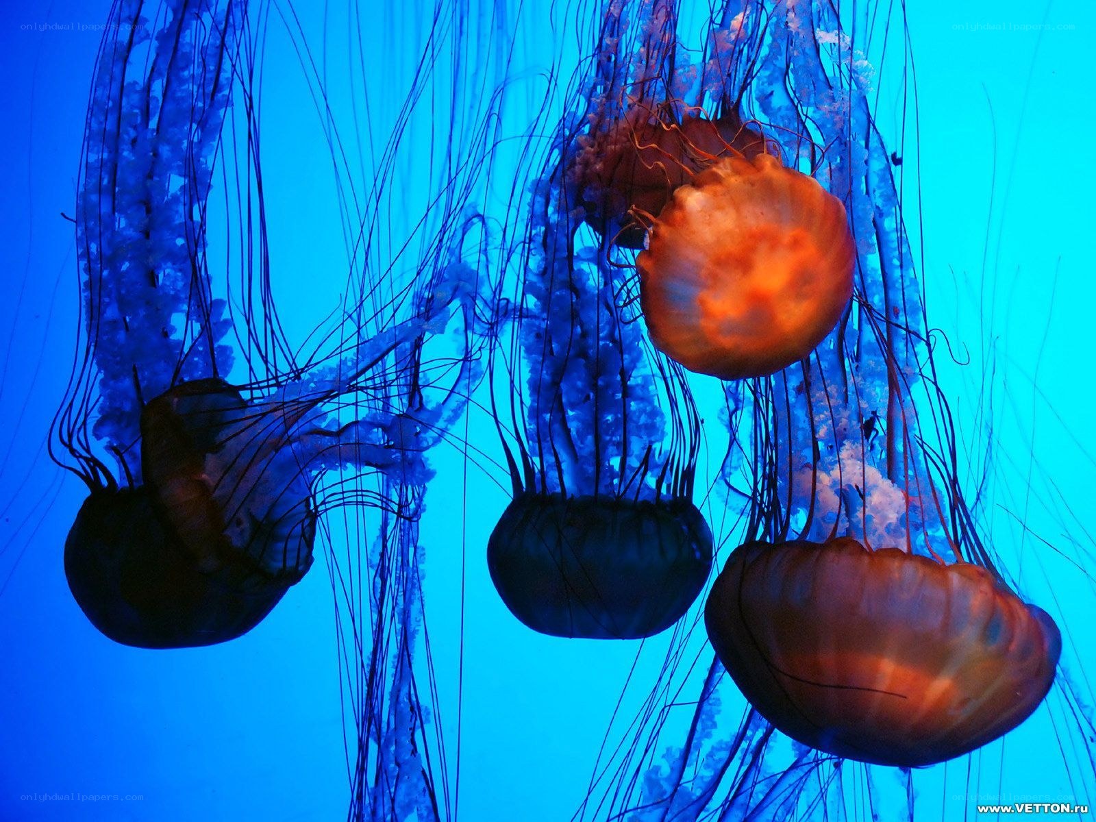 Jellyfish in blue water
