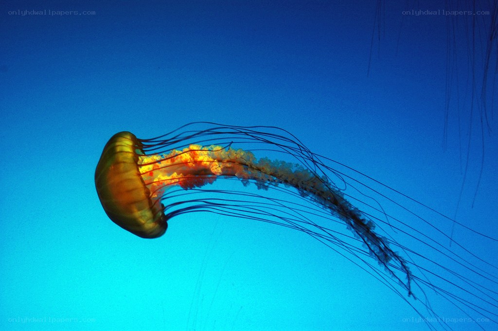 Jellyfish in blue water