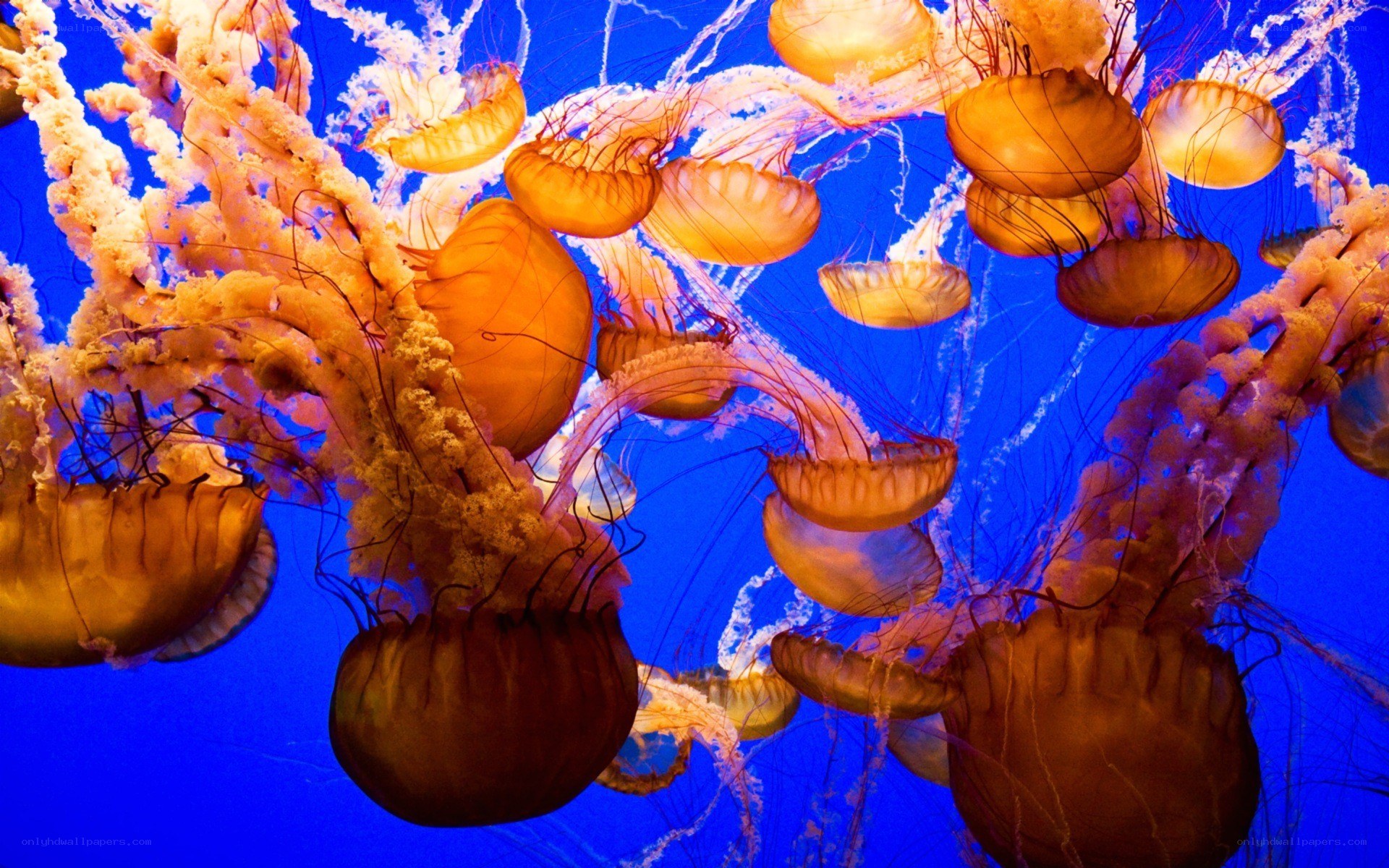 Jellyfish in blue water