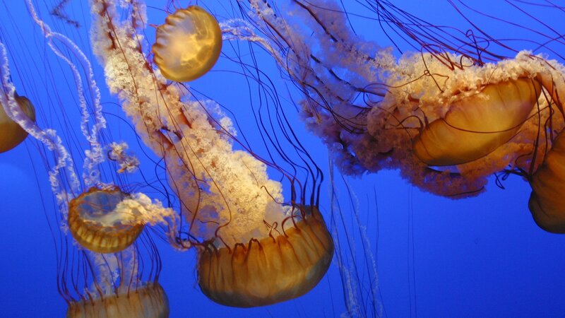jellyfish in blue water