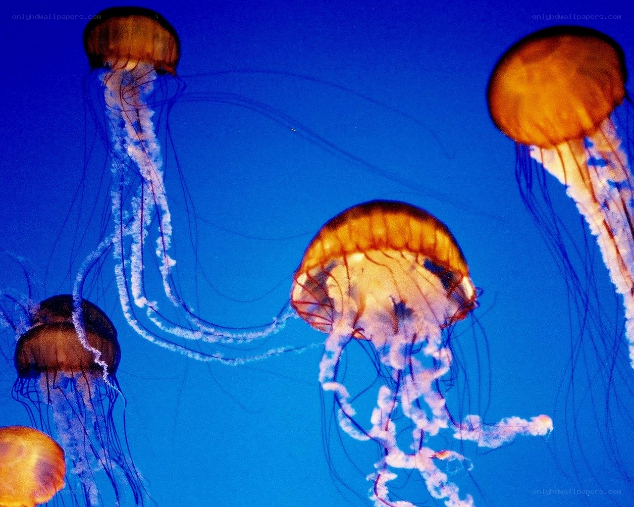 Jellyfish in blue water