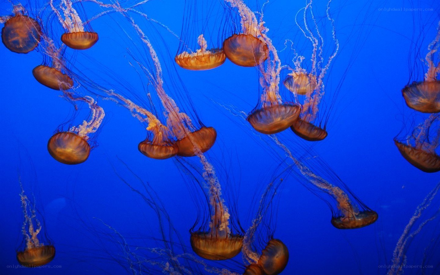 Jellyfish in blue water