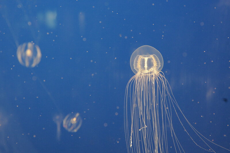 Jellyfish in blue water
