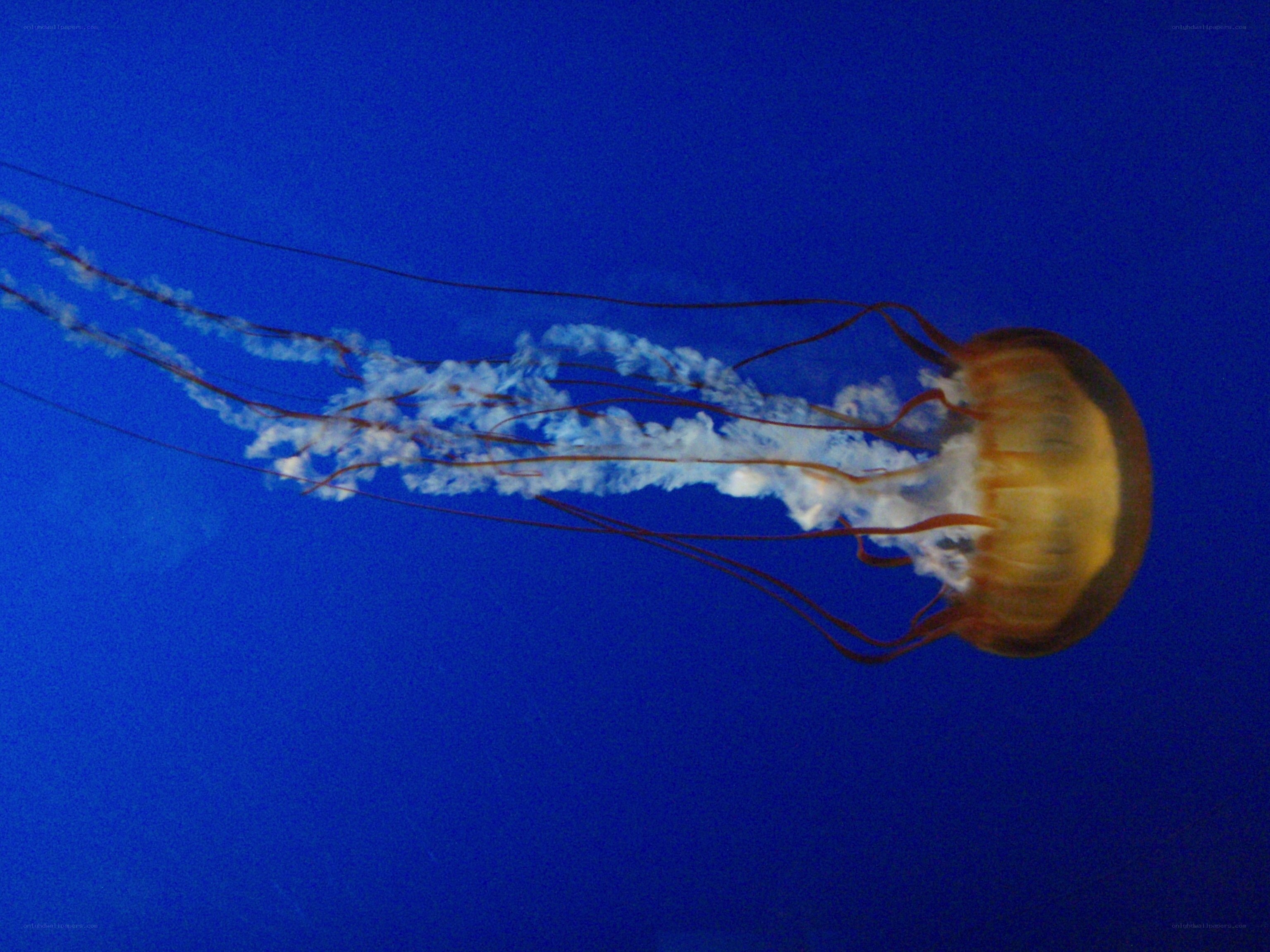 Jellyfish in blue water