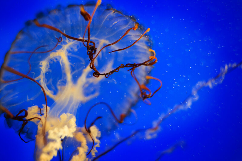 Jellyfish in blue water