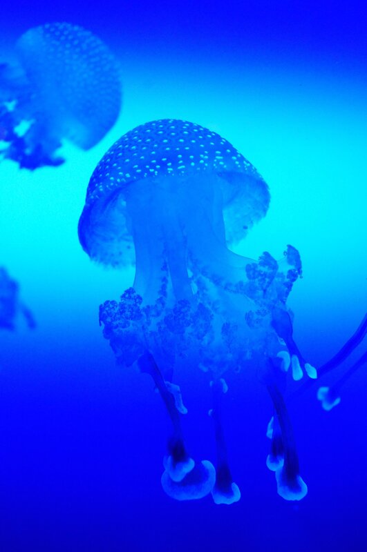 jellyfish in blue water