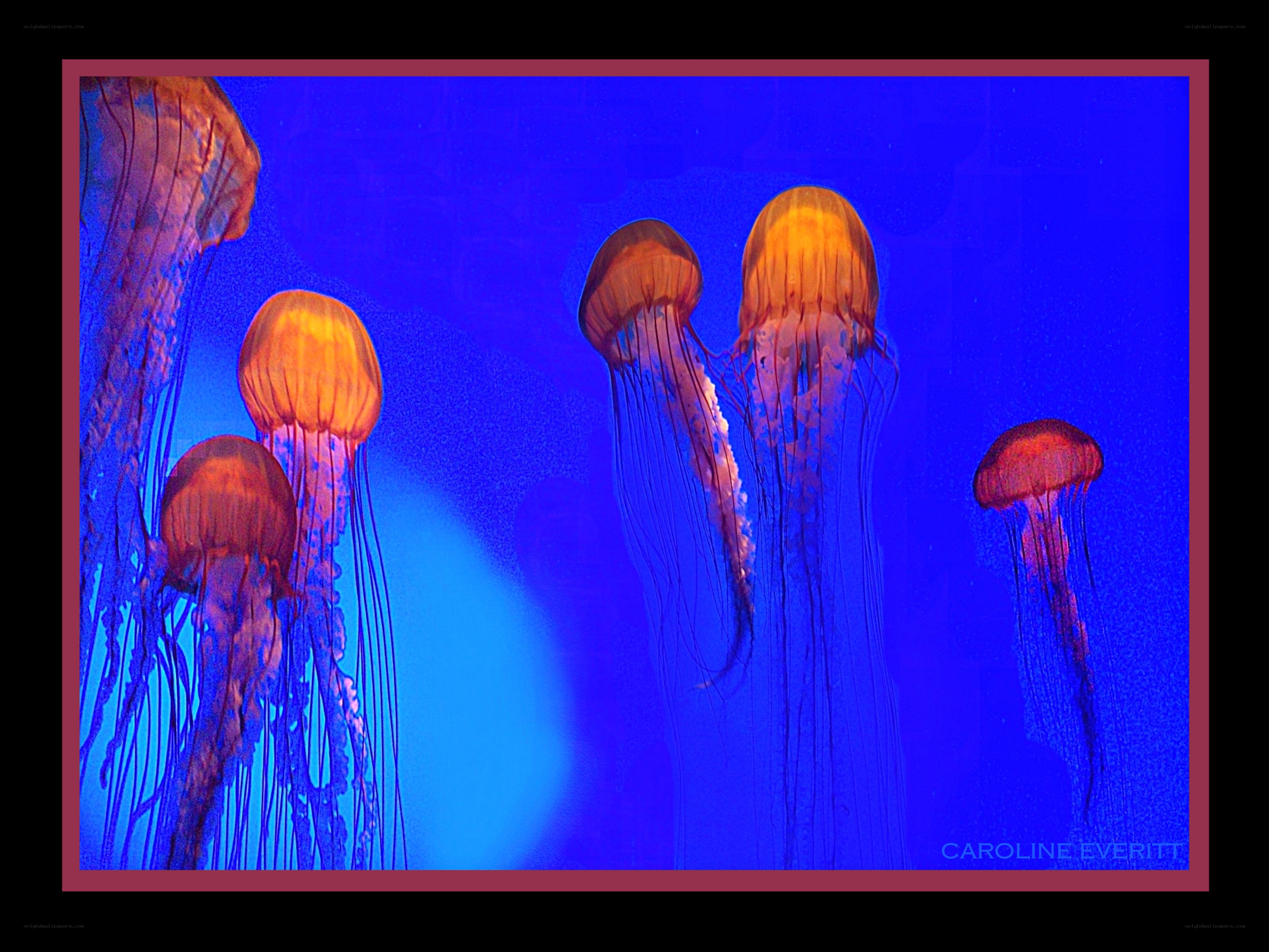 Jellyfish in blue water