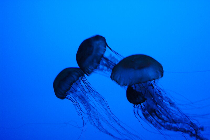 Jellyfish in blue water