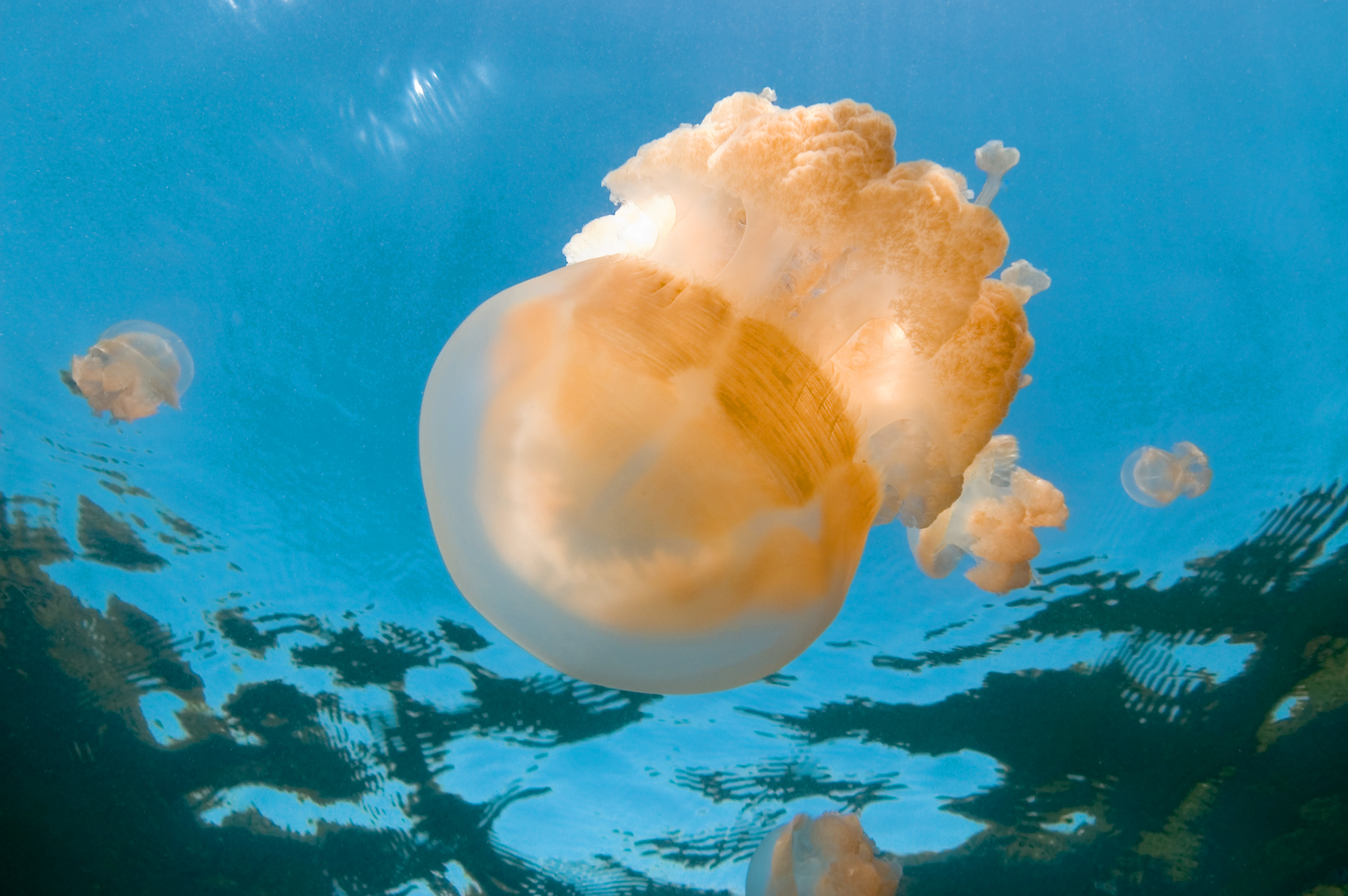 Jellyfish in blue water