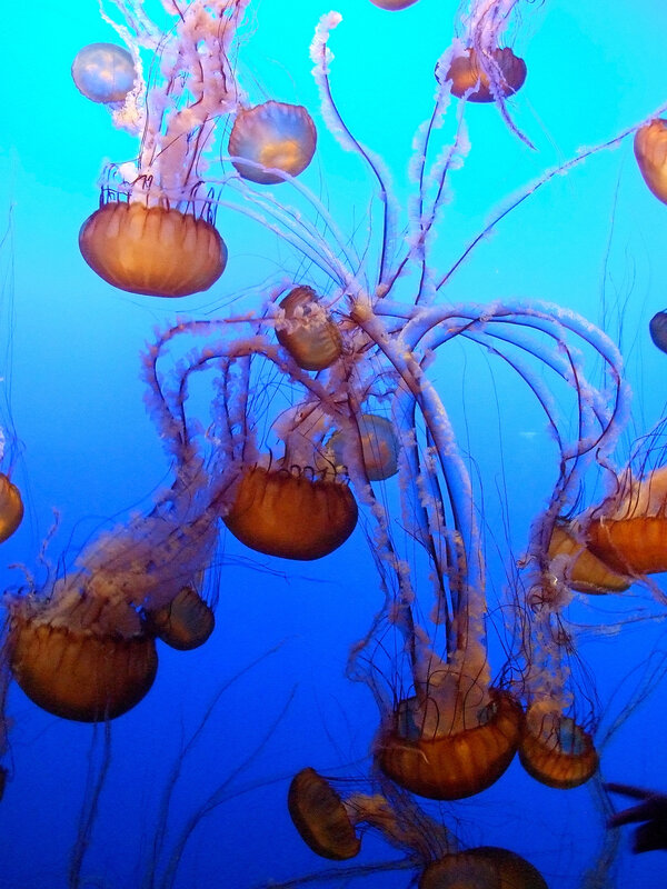 jellyfish in blue water
