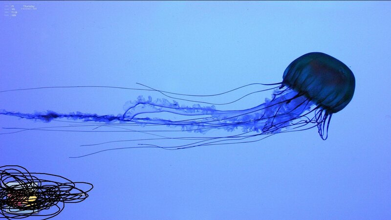 jellyfish in blue water