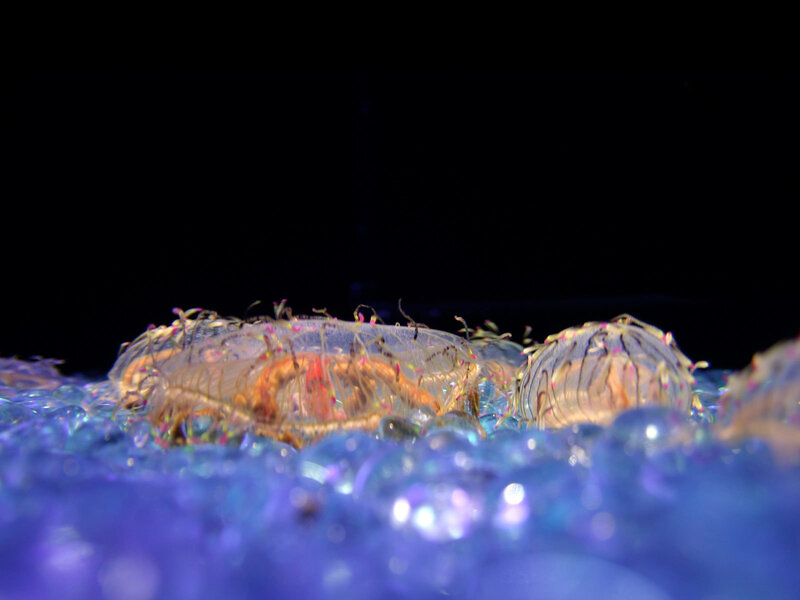 jellyfish in blue water