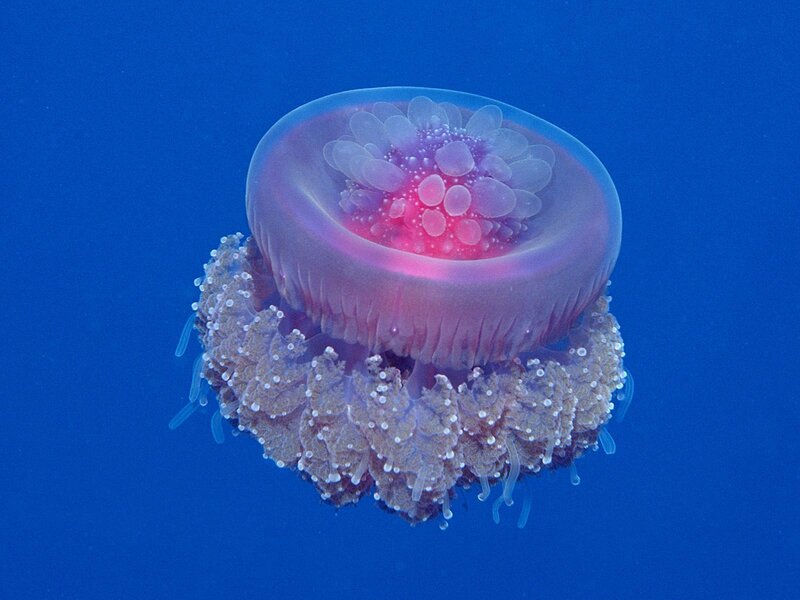 jellyfish in blue water