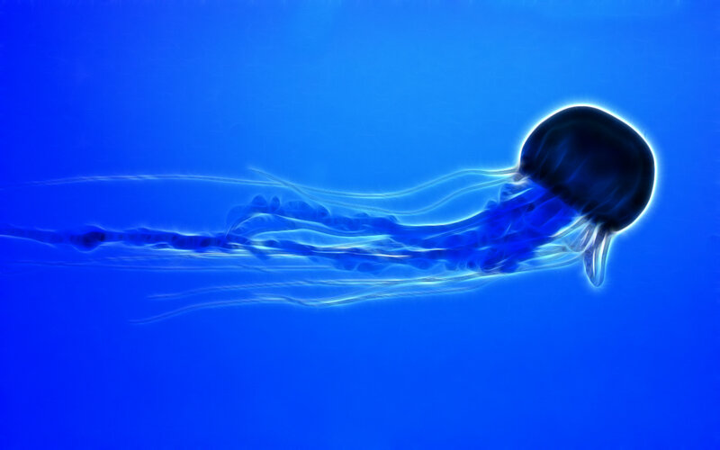 jellyfish in blue water