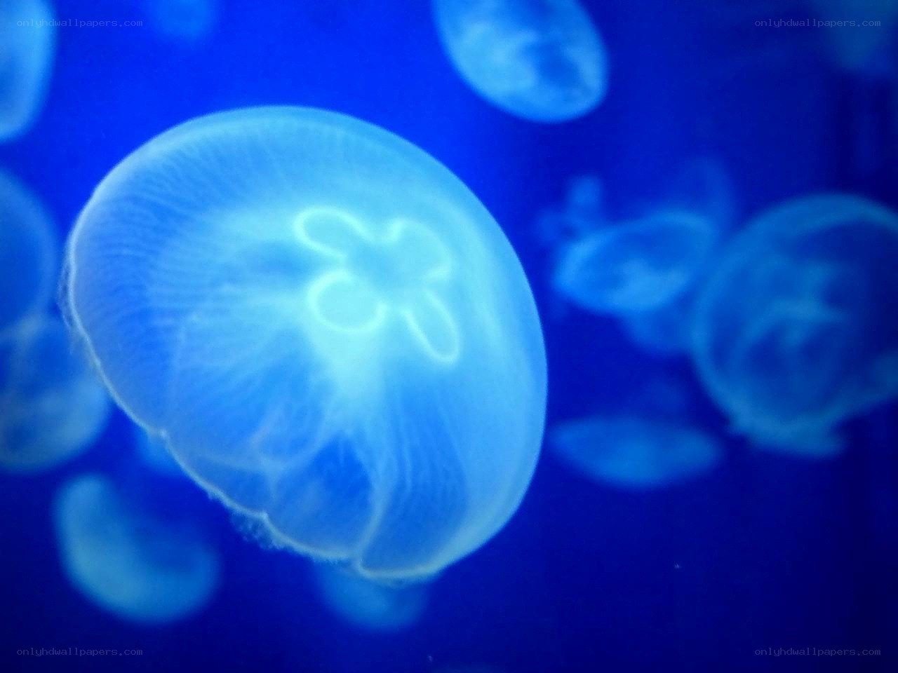 Jellyfish in blue water