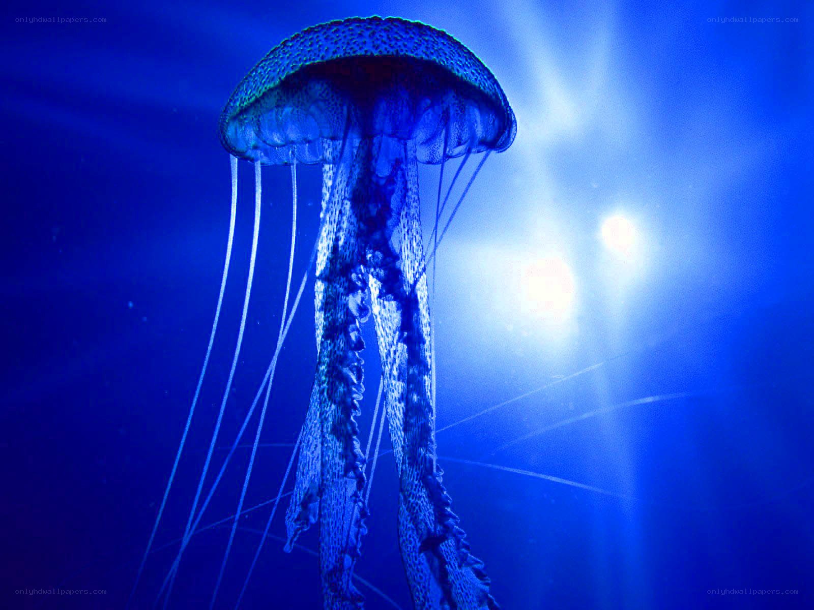 Jellyfish in blue water