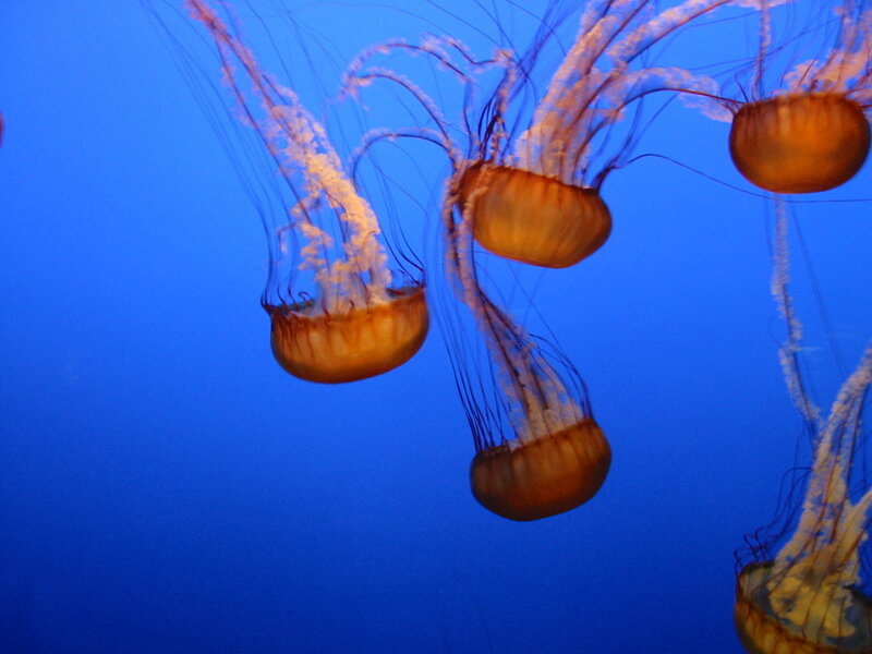 Jellyfish in blue water