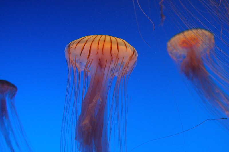 Jellyfish in blue water