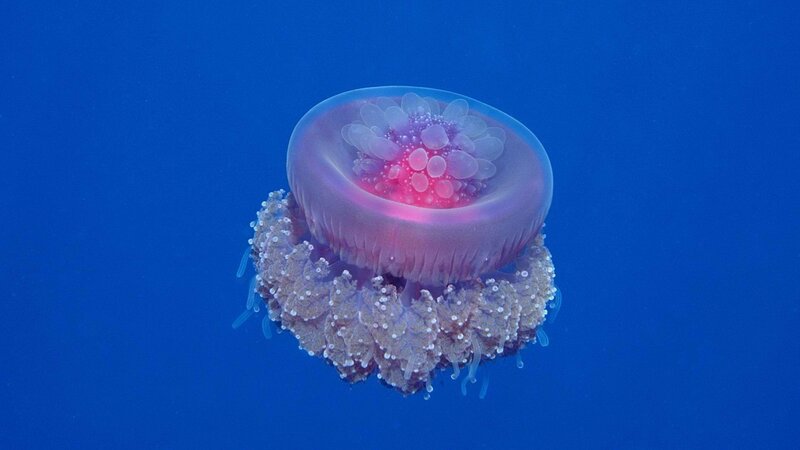jellyfish in blue water