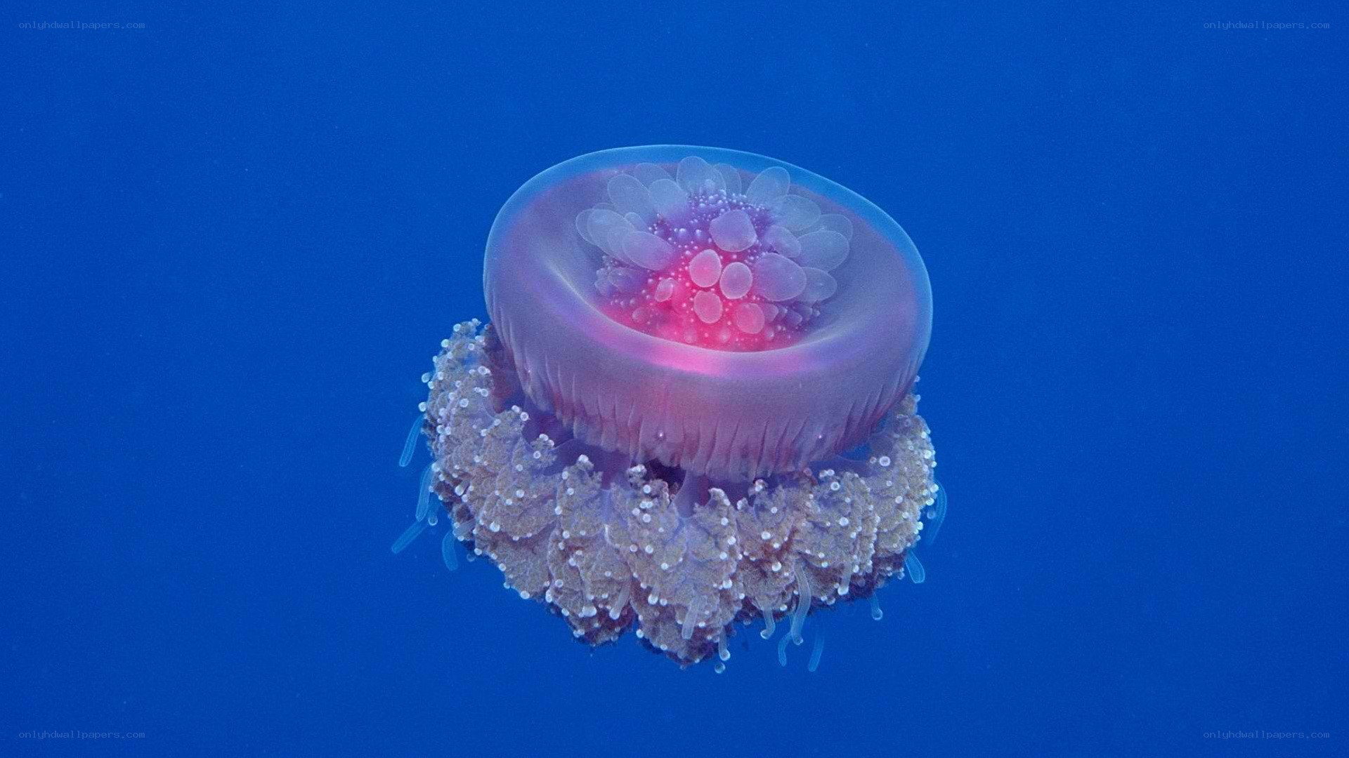 jellyfish in blue water