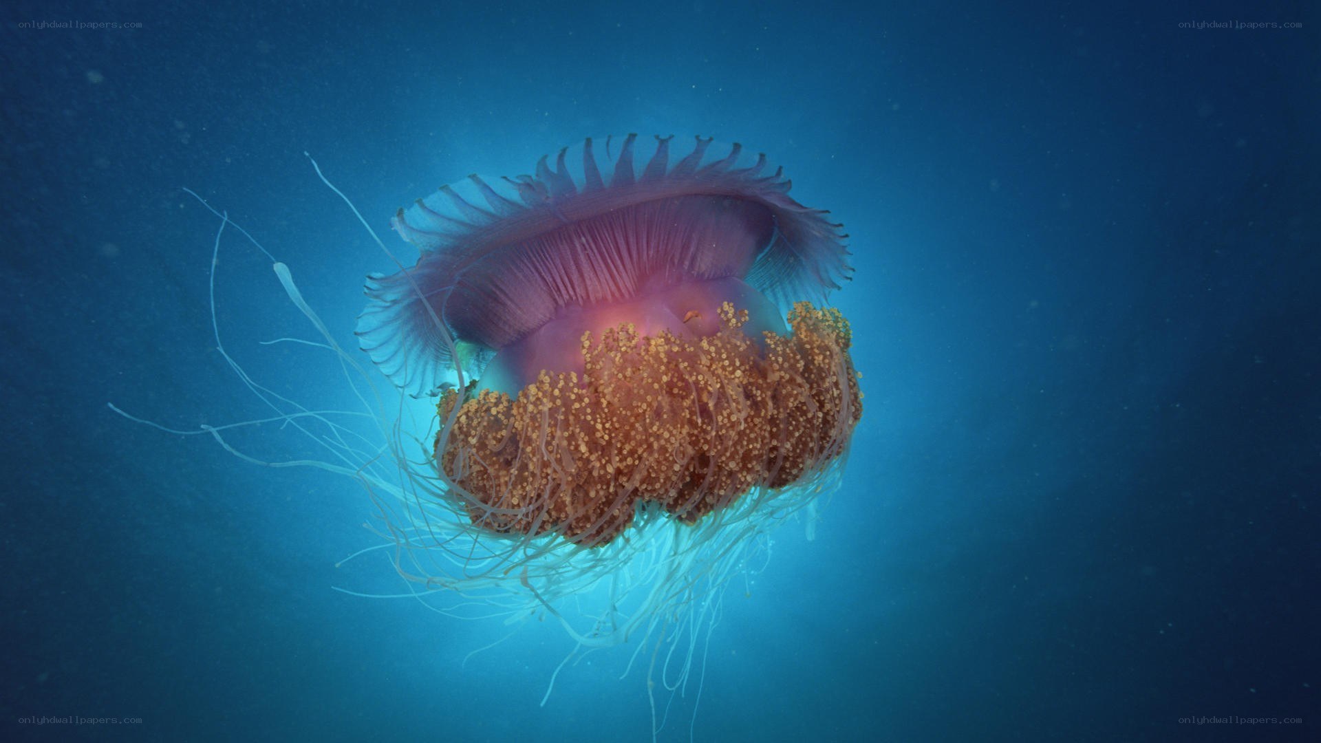 jellyfish in blue water