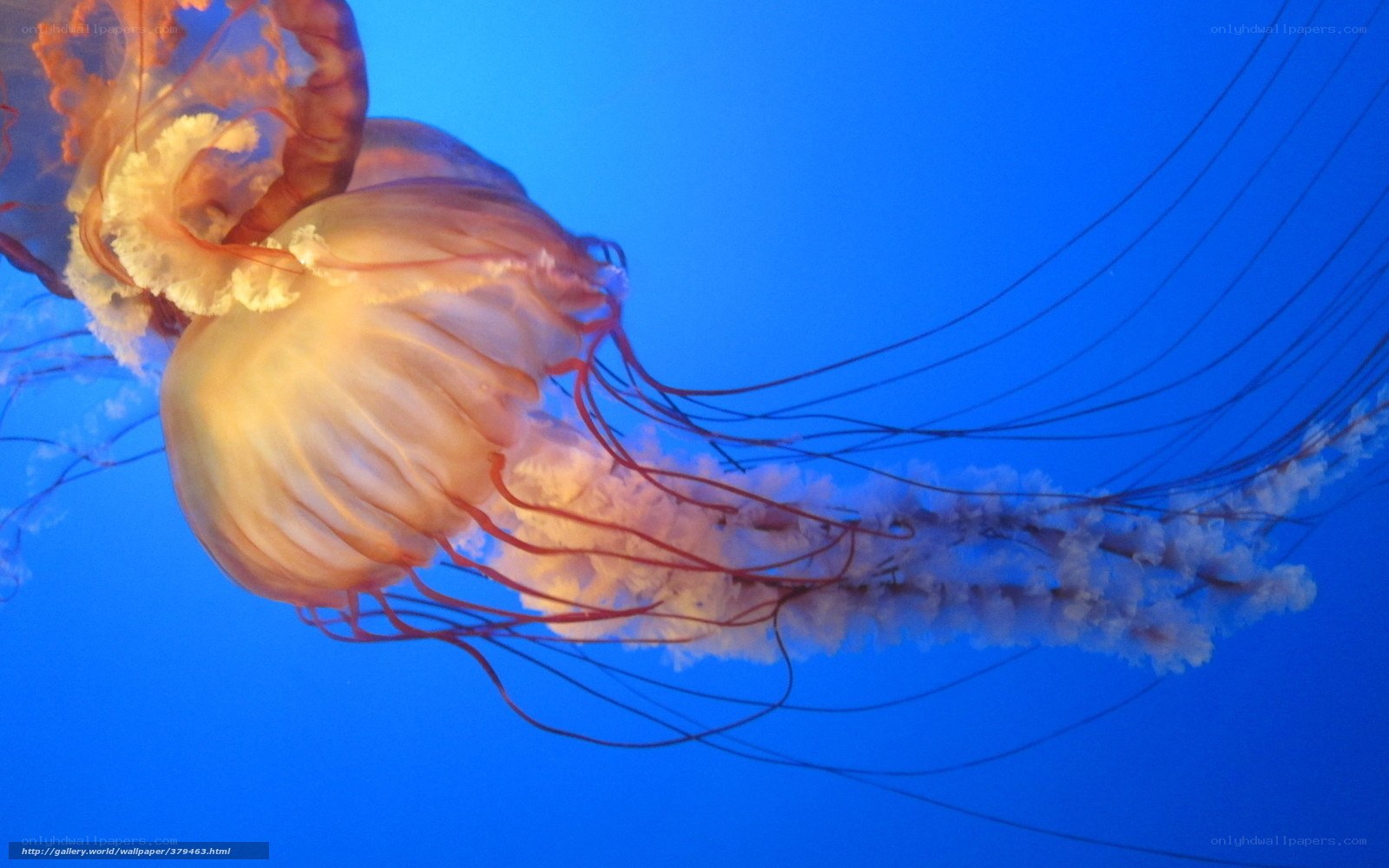 jellyfish in blue water