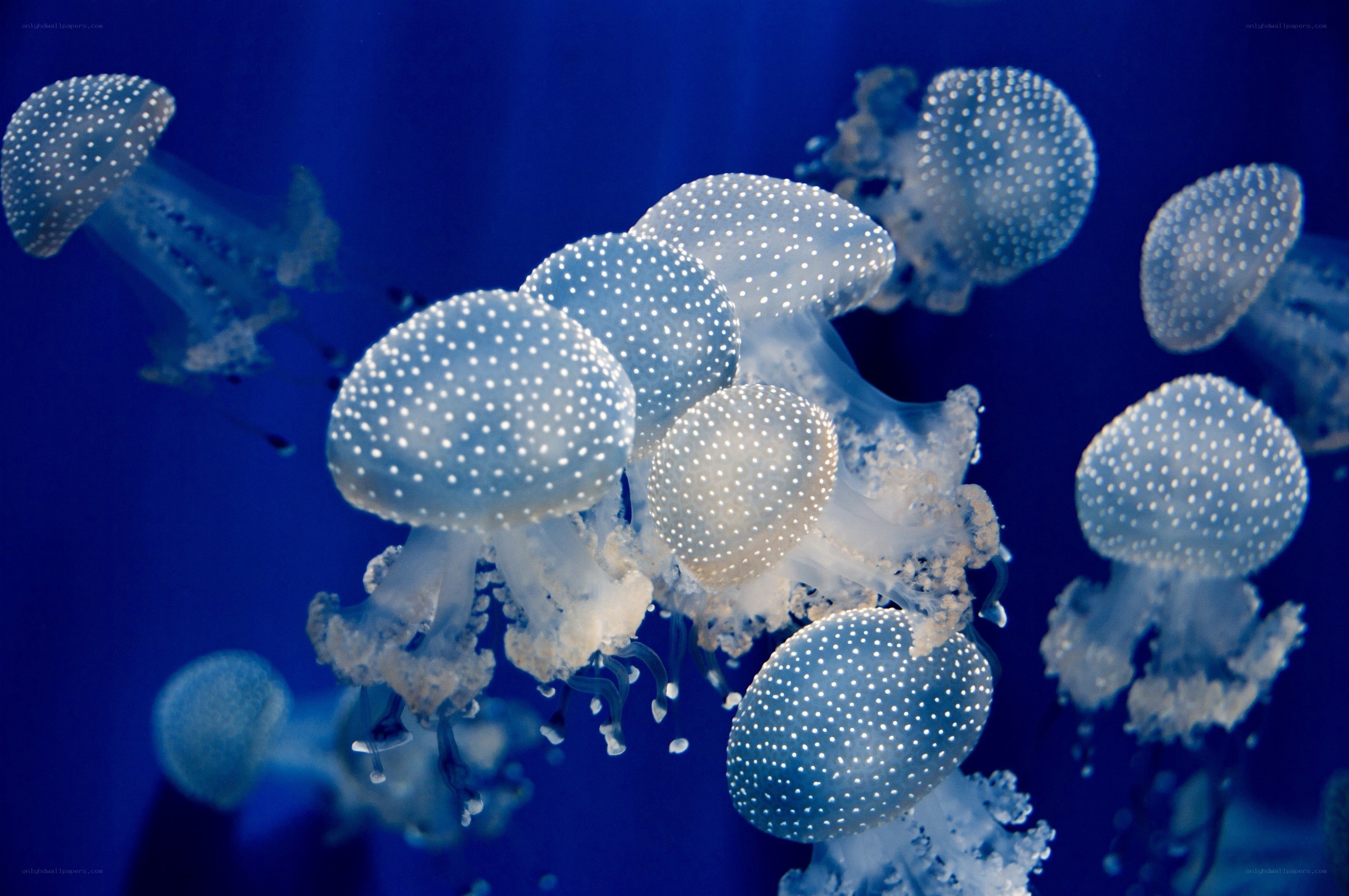 Jellyfish in blue water