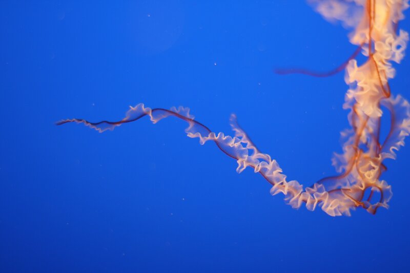 jellyfish in blue water