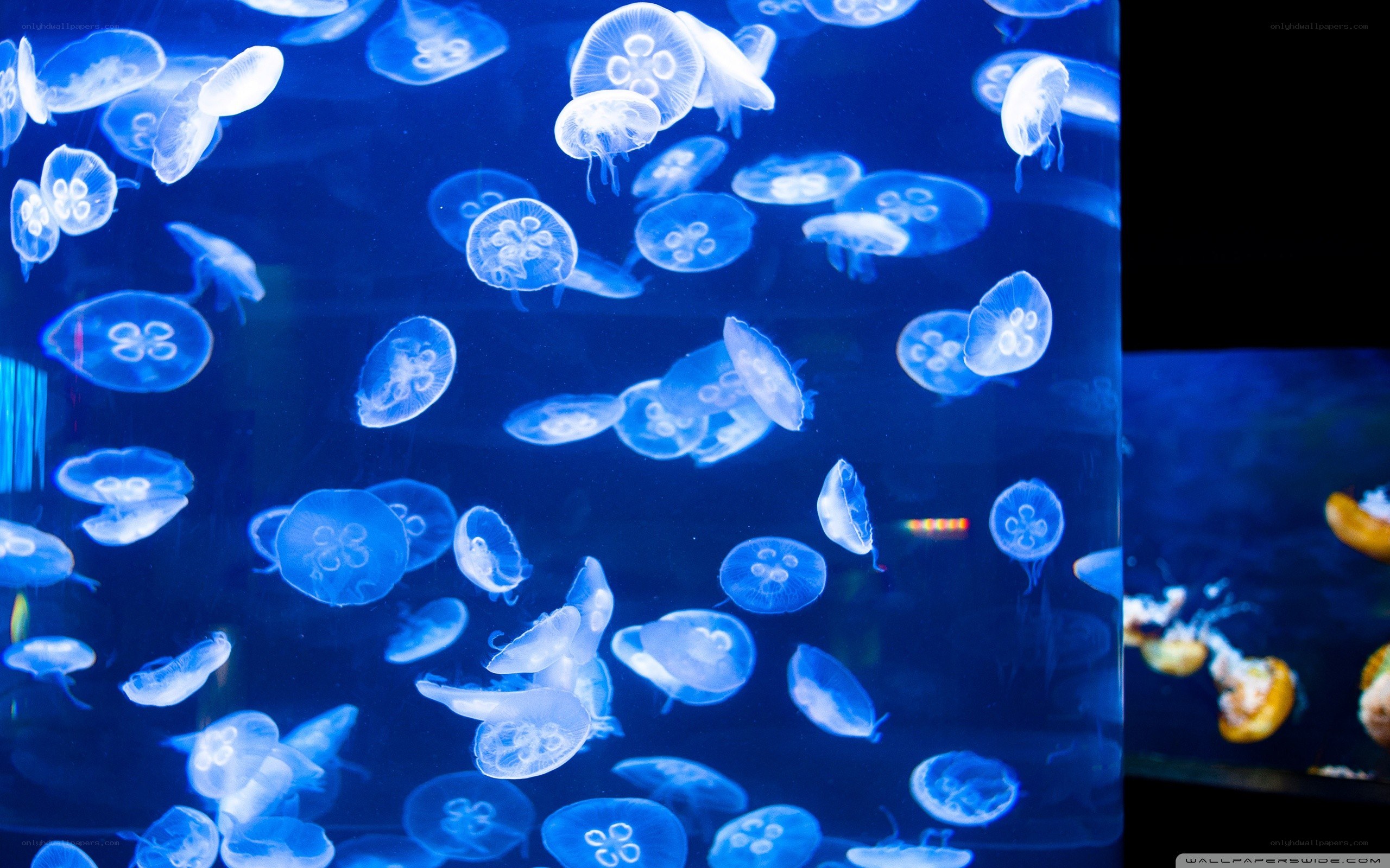 Jellyfish in blue water