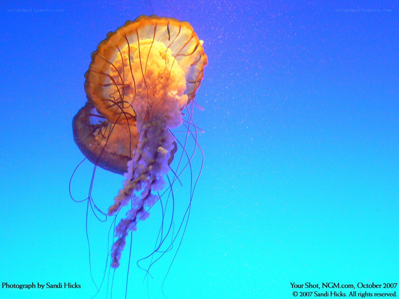 Jellyfish in blue water